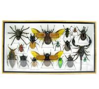 asiahouse24 Grand choix d'insectes préparés comme tableau mural dans une vitrine. Pièces uniques. Fabriqué à la main dans un cadre photo de qualité musée parfaite (3-A-L-59)