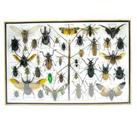 asiahouse24 Grand choix d'insectes préparés comme tableau mural dans une vitrine. Pièces uniques. Fabriqué à la main dans un cadre photo de qualité musée parfaite (2-A-L-58)