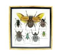 asiahouse24 Grand choix d'insectes préparés comme tableau mural dans une vitrine. Pièces uniques. Fabriqué à la main dans une qualité musée parfaite dans un cadre photo (2-A-M-61)