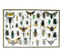 asiahouse24 Grand choix d'insectes préparés comme tableau mural dans une vitrine. Pièces uniques. Fabriqué à la main dans une qualité musée parfaite dans un cadre photo (5-A-M-25)