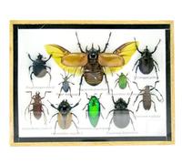 asiahouse24 Grand choix d'insectes préparés comme tableau mural dans une vitrine. Pièces uniques. Fabriqué à la main dans un cadre photo de qualité musée parfaite (2-A-S-15)