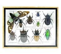 asiahouse24 Grand choix d'insectes préparés comme tableau mural dans une vitrine. Pièces uniques. Fabriqué à la main dans un cadre photo de qualité musée parfaite (2-A-L-23)