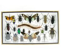 asiahouse24 Grand choix d'insectes préparés comme tableau mural dans une vitrine. Pièces uniques. Fabriqué à la main dans une qualité musée parfaite dans un cadre photo (3-A-M-39)