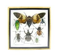 asiahouse24 Grand choix d'insectes préparés comme tableau mural dans une vitrine. Pièces uniques. Fabriqué à la main dans un cadre photo de qualité musée parfaite (6-A-M-55)