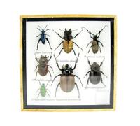 asiahouse24 Grand choix d'insectes préparés comme tableau mural dans une vitrine. Pièces uniques. Fabriqué à la main dans un cadre photo de qualité musée parfaite (3-A-L-28)