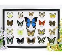 asiahouse24 Lot de 20 véritables papillons préparés dans un cadre photo Morpho Didius Entomologie Taxidermie (20-Ulysses-29)