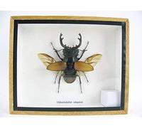 asiahouse24 Odontolabis Elegans Ouvert - Véritable insecte géant et exotique dans une vitrine 3D, cadre photo en bois - Cadre - Taxidermy