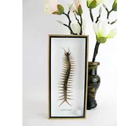 asiahouse24 Scolopendra Morsitans Cendipede géant XXL dans une vitrine 3D, cadre photo en bois - encadré - Boîte A-Cendipede - Image très similaire