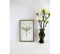 Asiahouse24 Stick Insect (Tirachoidea westwoodi Male) - Véritable insecte géant et exotique dans une vitrine 3D, cadre photo en bois - Cadre - Taxidermy