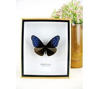 asiahouse24 Un véritable papillon exotique préparé dans un cadre photo - Vitrine de taxidermie (bande bleue)