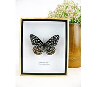 asiahouse24 Un véritable papillon exotique préparé dans un cadre photo - Vitrine de taxidermie (Dark Blue Tiger)