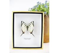asiahouse24 Un véritable papillon exotique préparé dans un cadre photo - Vitrine de taxidermie (Fourbar Swordtail)