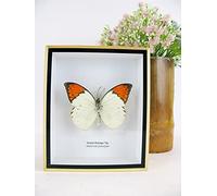 asiahouse24 Un véritable papillon exotique préparé dans un cadre photo, vitrine d'entomologie taxidermie (Great Orange Tip)