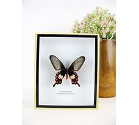 asiahouse24 Un véritable papillon exotique préparé dans un cadre photo, vitrine entomologie, taxidermie (commune rose)