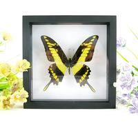 asiahouse24 Un véritable papillon exotique préparé King Swallowtail dans un cadre photo blanc