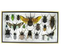 asiahouse24 Vaste sélection de véritables insectes soignés comme tableau mural dans une vitrine. Pièces uniques. Nouveau. Fait à la main dans une qualité musée parfaite dans un cadre photo (7-A-L-15)