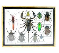 asiahouse24 Vaste sélection de véritables insectes soignés comme tableau mural dans une vitrine. Pièces uniques. Nouveau. Fait à la main dans une qualité musée parfaite dans un cadre photo (7-A-L-48)