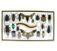 asiahouse24 Vaste sélection d'insectes préparés comme tableau mural dans une vitrine. Pièces uniques. Fabriqué à la main dans un cadre photo de qualité musée parfaite (5-A-L-10)