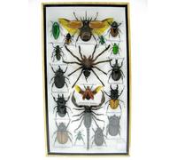 asiahouse24 Vaste sélection d'insectes préparés comme tableau mural dans une vitrine. Pièces uniques. Fabriqué à la main dans un cadre photo de qualité musée parfaite (A-M-14)