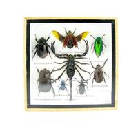 asiahouse24 Vaste sélection d'insectes préparés comme tableau mural dans une vitrine. Pièces uniques. Fabriqué à la main dans un cadre photo de qualité musée parfaite (A-S-20)