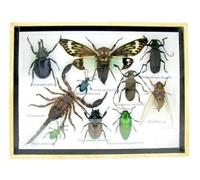 asiahouse24 Vaste sélection d'insectes préparés comme tableau mural dans une vitrine. Pièces uniques. Fabriqué à la main dans un cadre photo de qualité musée parfaite (A-L-34)