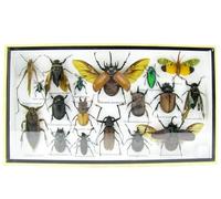 asiahouse24 Vaste sélection d'insectes préparés comme tableau mural dans une vitrine. Pièces uniques. Fabriqué à la main dans un cadre photo de qualité musée parfaite (A-L-42)