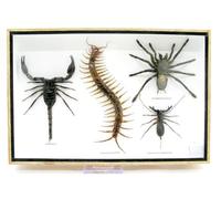 asiahouse24 Véritable arachnide géant préparé, scorpion, scorpione de Geisel et centipède, préparé dans un présentoir XXL 3D en bois, tableau mural, nature, taxidermie (Poisenbox 4 transversal)