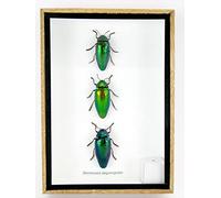 asiahouse24 Véritables insectes, cicades et rampeurs dans une vitrine en bois derrière verre (3 étoiles arguisignata fermées)