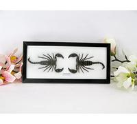 asiahouse24 Véritables insectes préparés dans une vitrine 3D en bois, tarentule, scorpion, coléoptère, centipèdes et bien plus encore. (2 scorpions noirs)