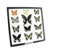 asiahouse24 Vous achetez ici douze véritables papillons préparés de qualité musée dans un cadre noir (A-12-helen-07)