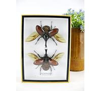 asiahouse24 Vrais magnifiques insectes dans une vitrine 3D - Tableau mural encadré - Taxidermie - Entomologie - (2 x Thai Figthing Beetle ouverts - Xylotrupes gideon)
