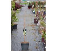 Asiminier 'mary froos johnson' taille du pot - en pot de 5 litres