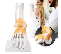 Asixxsix Modèle Anatomique D'articulation du Pied Ligamentaire Flexible Grandeur Nature - Tout Nouveau Matériau PVC - 24 X 12 X 20 Cm pour L'enseignement des Connaissances en santé Physique