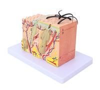 Asixxsix Modèle de Peau Agrandi 35X, Modèle Anatomique de Couches de Peau 3D, Modèle Anatomique de Structure de Peau Humaine pour L'affichage D'étude en Classe