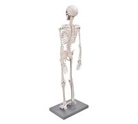 Asixxsix Modèle de Squelette Humain, Modèle d'anatomie de Squelette Grandeur Nature de 85 Cm, de Anatomique avec Base et Tige de Support pour une Utilisation éducative dans les écoles et la