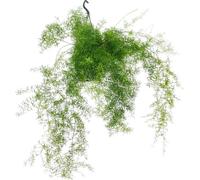 Asparagus densiflorus sprengeri - asperges ornementales dans un pot suspendu