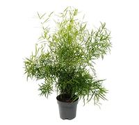 Asparagus falcatus Asperges décoratives, asperges d'Asparagus falcatus, facile d'entretien, pot de 17 cm