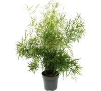 Asperge d'ornement - asperge falciforme - Asperge falcatus - plante verte facile d'entretien - pot 17cm