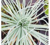 Asphodeline lutea/Bâton de Jacob/Conteneur de 2 à 2.9 litres/Vivace tubéreuse