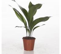 Aspidistra Elatior ca. 50 cm Palmier cordonnier Palmier boucher Fleur de bouclier - Plante d'intérieur robuste pour les coins sombres, facile d'entretien, purifiant l'air