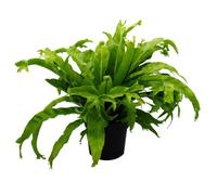 Asplenium nidus Chrissie Variétés de fougère pour chambre - Pot de 17 cm