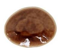 Assiette Ovale 15,4 x 12 cm Riviera x 6 Costa Nova