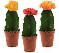Assortiment Cactus Disco Plante d'intérieur pour maison/bureau parfaite pour cadeau d'invité de mariage (Lot de 3)