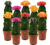 Assortiment Cactus Disco Plante d'intérieur pour maison/bureau parfaite pour cadeau d'invité de mariage (Lot de 10)