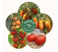 Assortiment un délice de tomates - graines bio