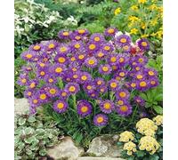 Aster alpinus Dunkle Schöne - Aster des Alpes bleu
