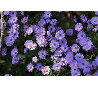 Aster alpinus Goliath - Aster des Alpes-blau
