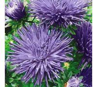 Aster de Chine Bleu, Reine-marguerite