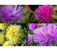 Aster de Chine en melange, Reine-marguerite