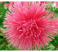 Aster de Chine Rouge, Reine-marguerite